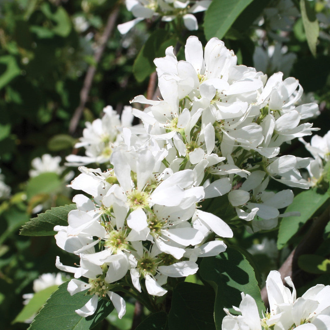 Arbres pour le Québec | Créez de l'ombre et de l'intimité – Jardineries ...