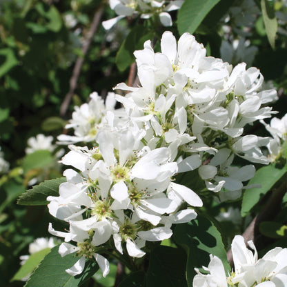 Autumn Brilliance' Apple Serviceberry