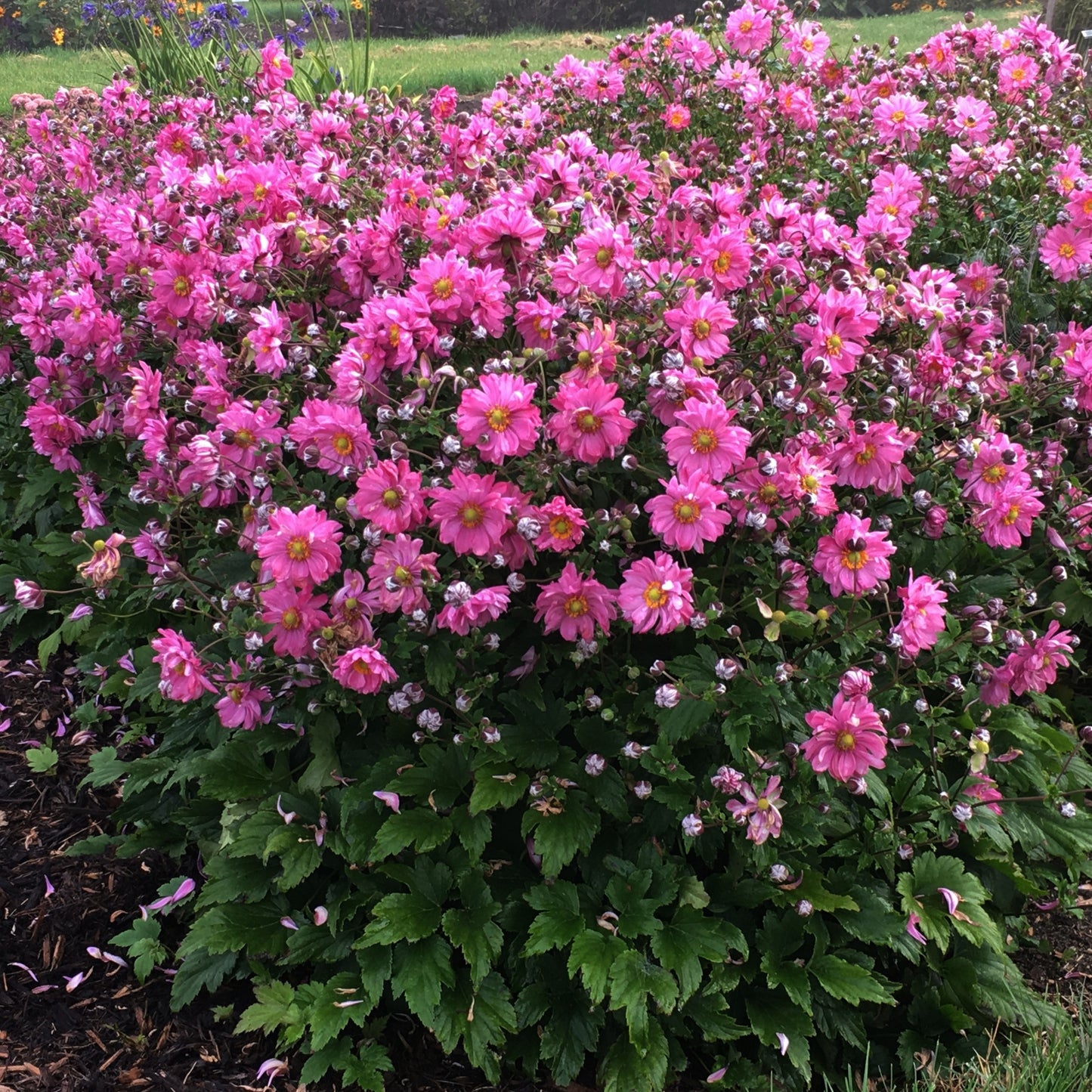 FALL IN LOVE® 'Sweetly' Japanese Anemone