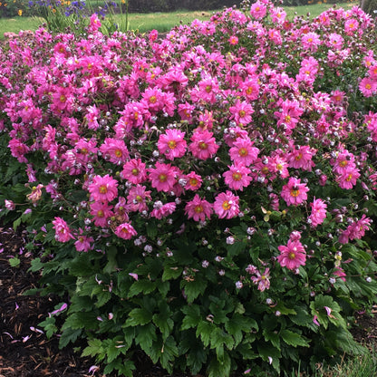 FALL IN LOVE® 'Sweetly' Japanese Anemone