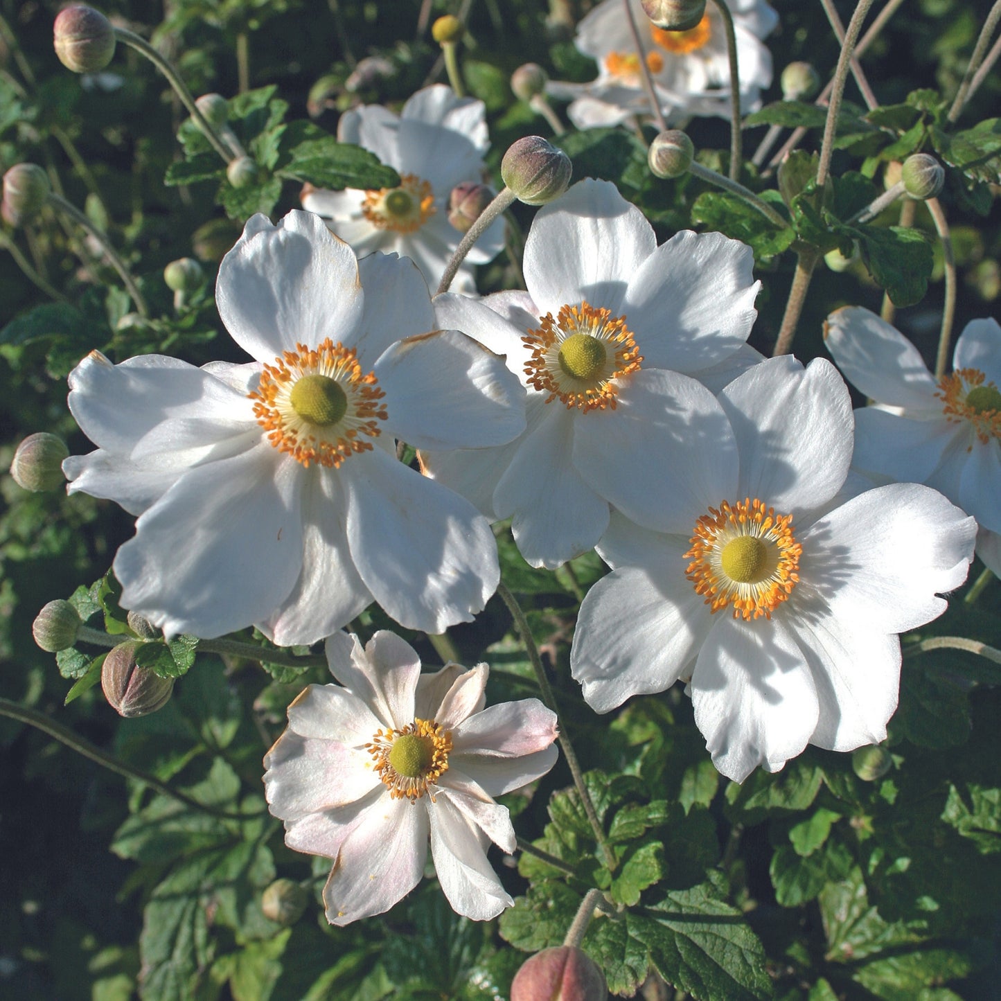 Honorine Jobert' Anemone, Windflower