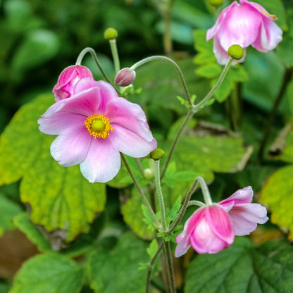 Anemone × hybrida 'September Charm' – Anémone d'automne 'September Charm'