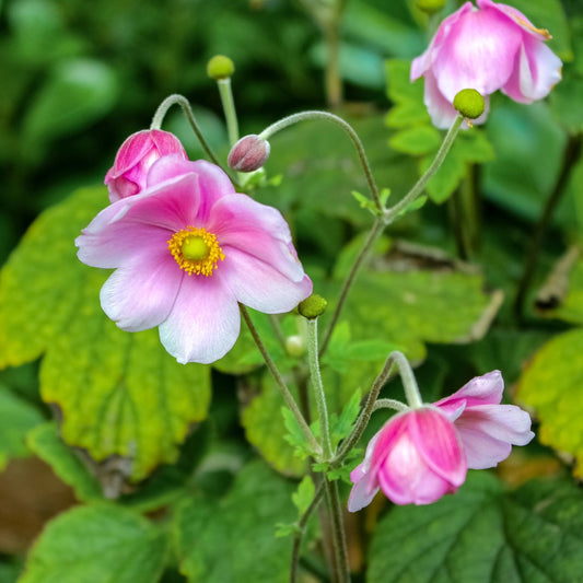 Anemone × hybrida 'September Charm' – Anémone d'automne 'September Charm'