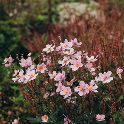Anemone × hybrida 'September Charm' – Anémone d'automne 'September Charm'