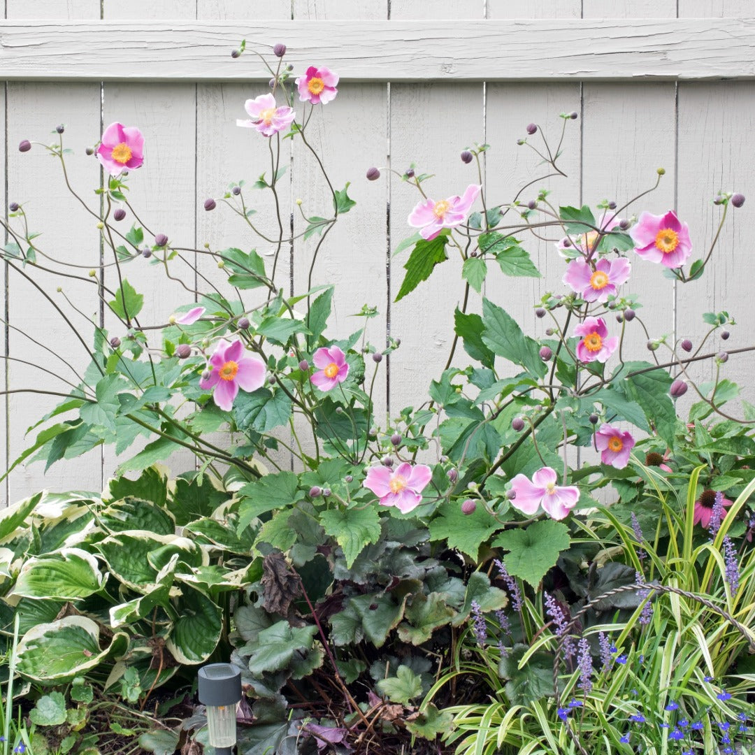 Anemone × hybrida 'September Charm' – Anémone d'automne 'September Charm'