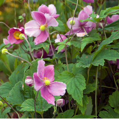 Anemone × hybrida 'September Charm' – Anémone d'automne 'September Charm'