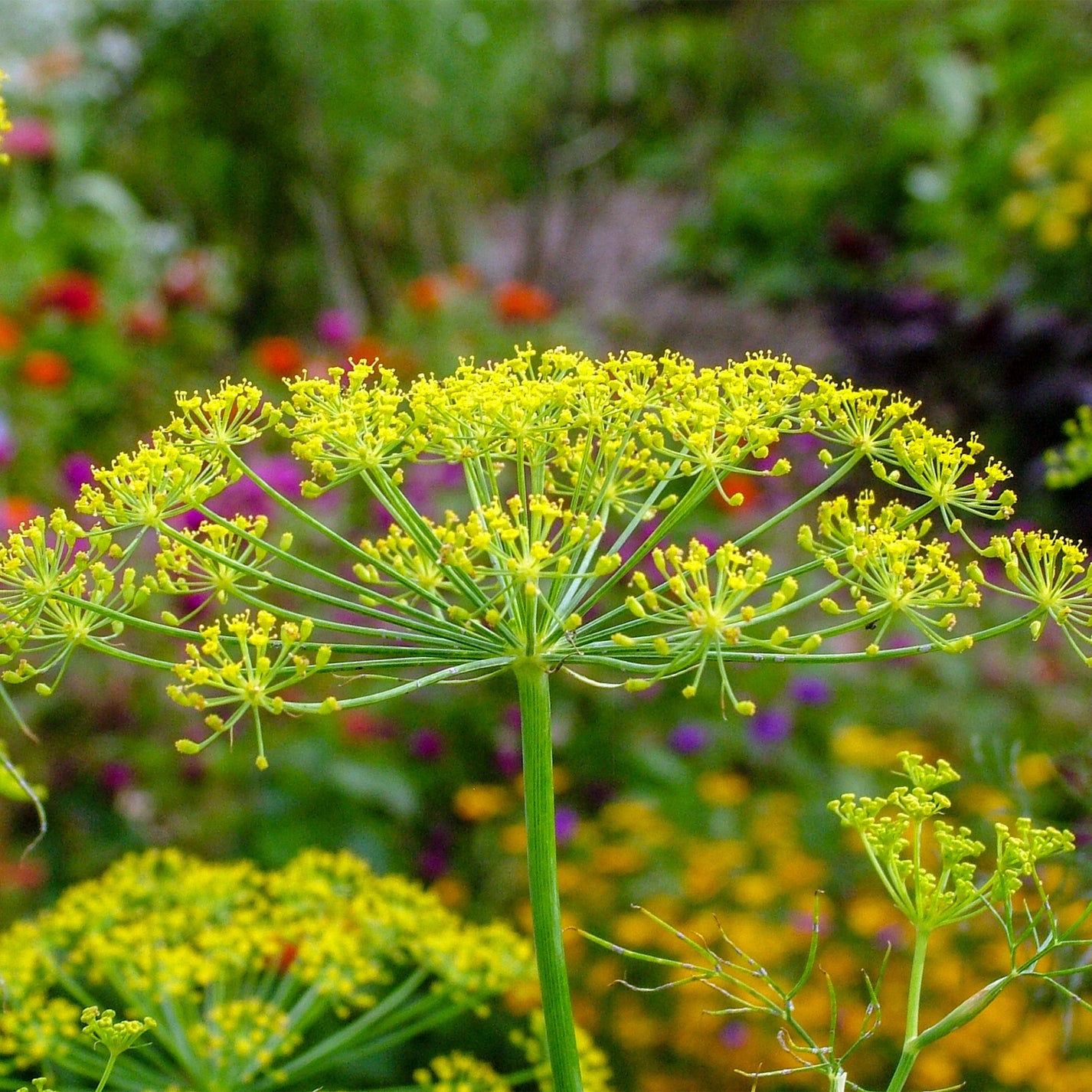 Aneth – Jardineries Botanix