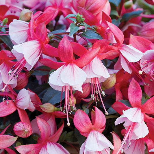 BELLA® Fuchsia Hilda