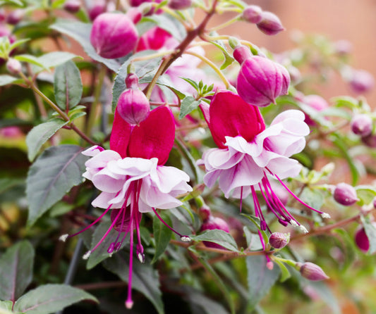 BELLA® Fuchsia Julia