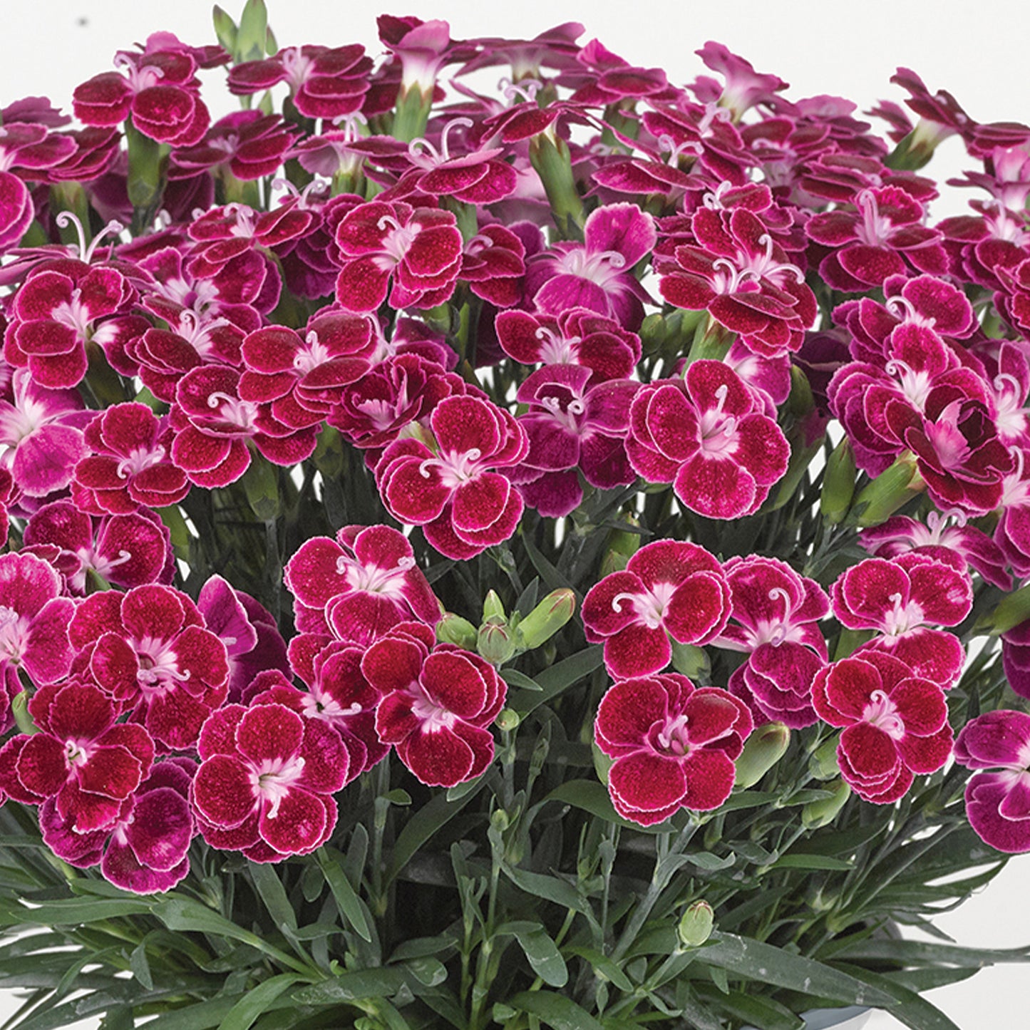 BEST FRIENDS FOREVER® Violet Passion Dianthus