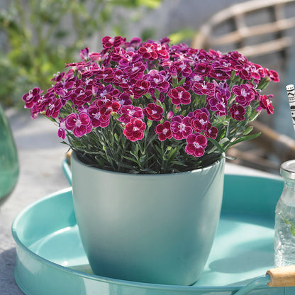 BEST FRIENDS FOREVER® Violet Passion Dianthus