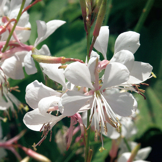 Gaura STRATOSPHERE™ White