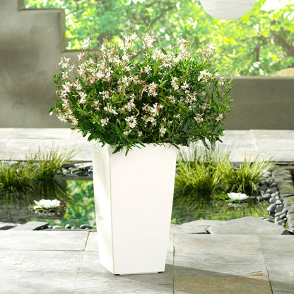STRATOSPHERE™ White Butterfly Flower