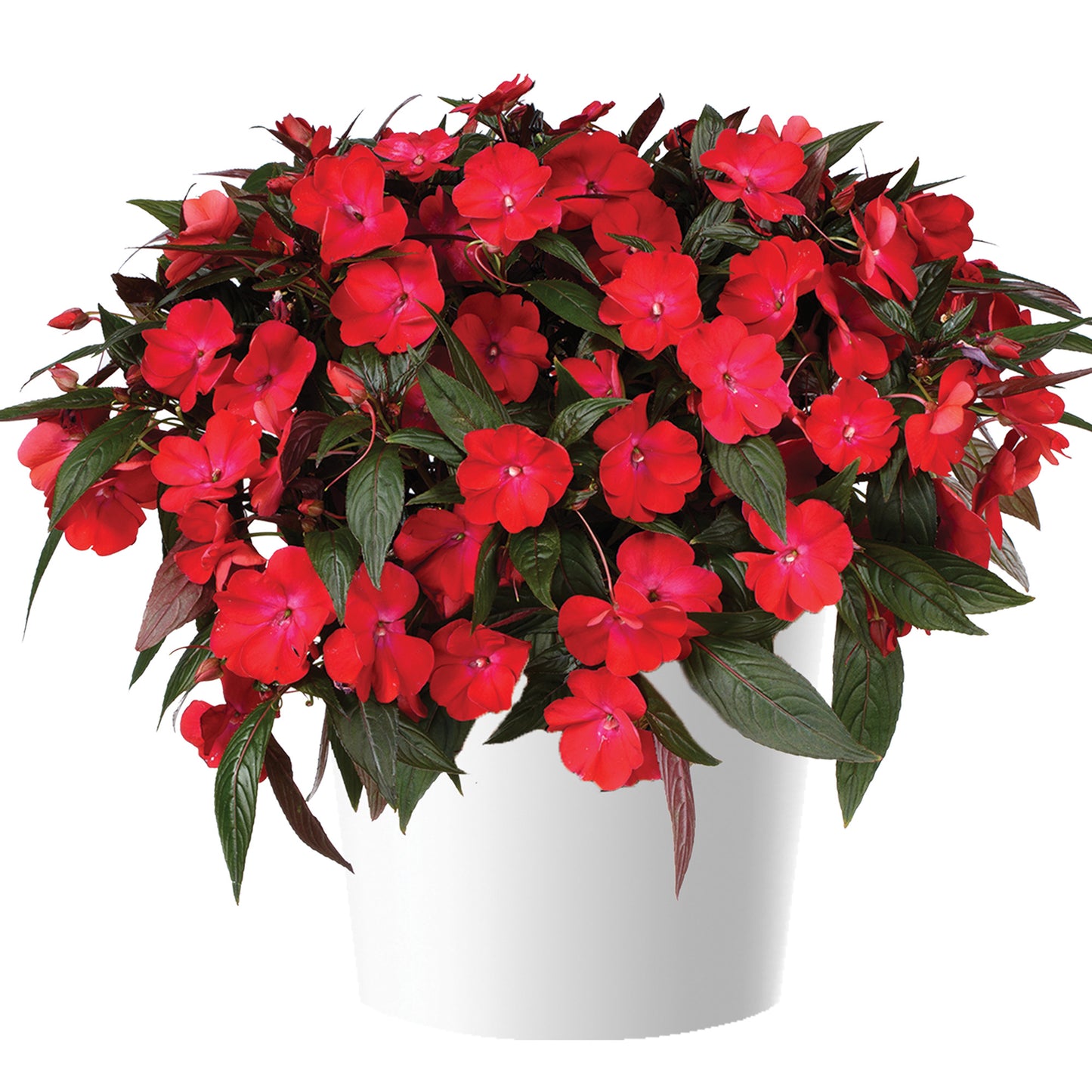 Impatiens Nouvelle-Guinée HARMONY® COLORFALL™ Dark Leaf Red