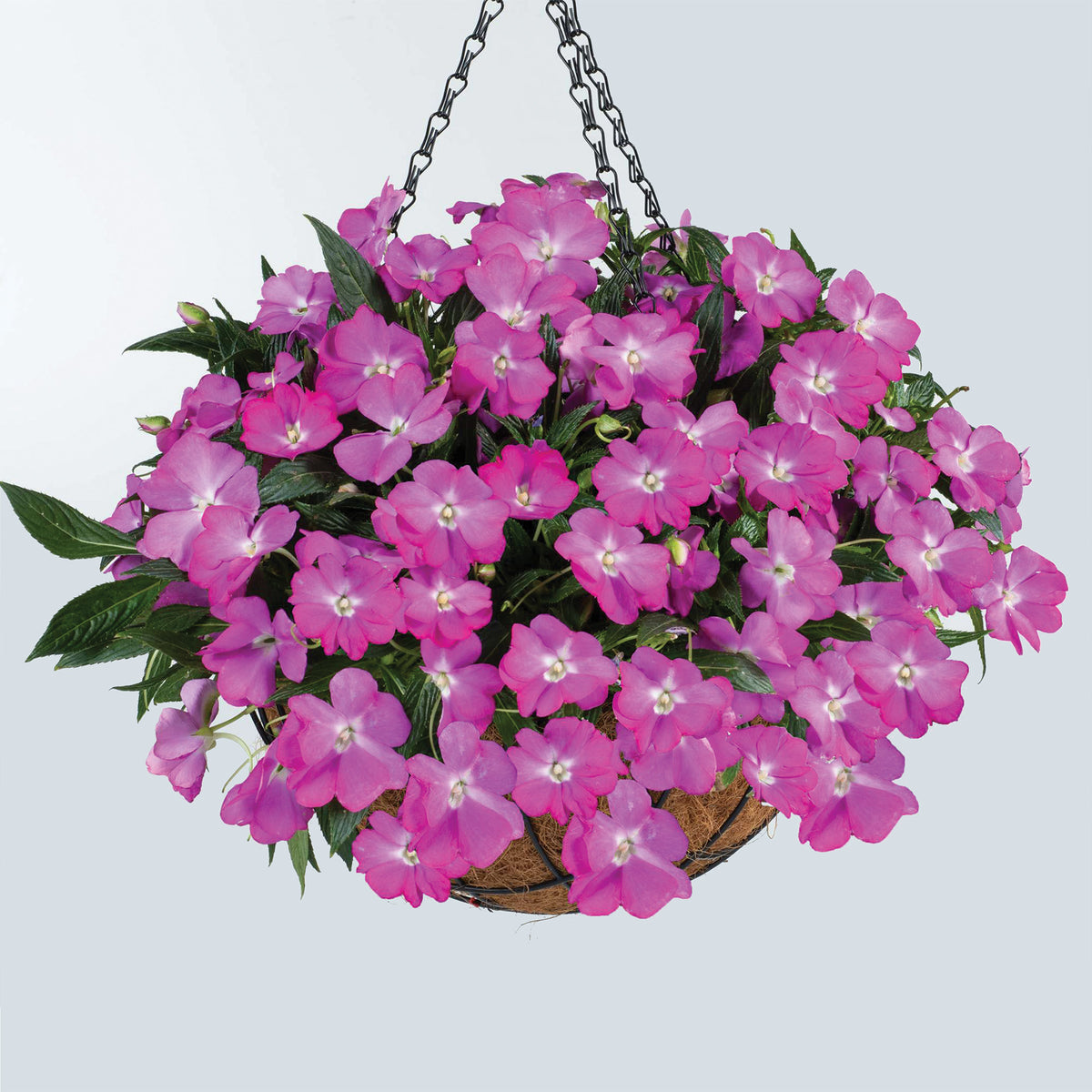Impatiens Nouvelle-Guinée HARMONY® COLORFALL™ Fuschia – Jardineries Botanix