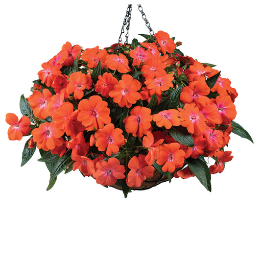 Impatiens Nouvelle-Guinée HARMONY® COLORFALL™ Orange