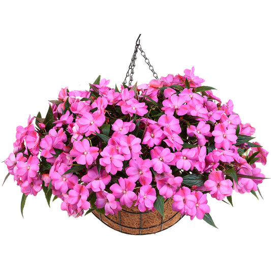 Impatiens Nouvelle-Guinée HARMONY® COLORFALL™ Passion