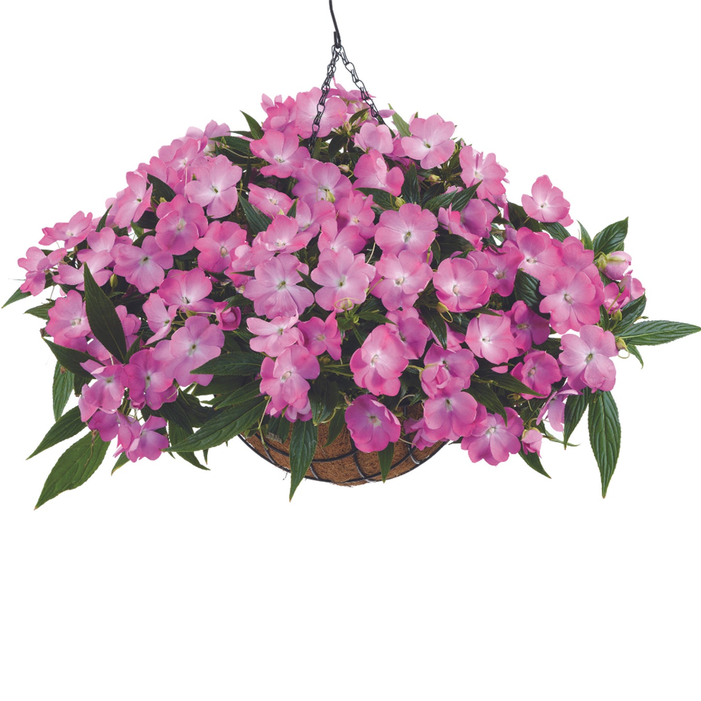 HARMONY® COLORFALL™ New Guinea Impatiens Pink