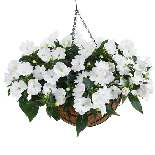 Impatiens Nouvelle-Guinée HARMONY® COLORFALL™ White