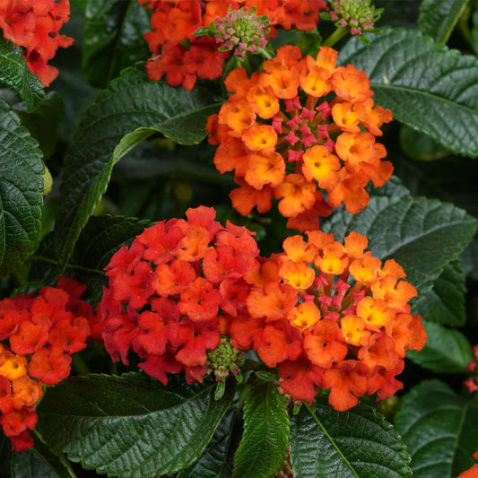 Lantana GEM™ Compact Orange Fire