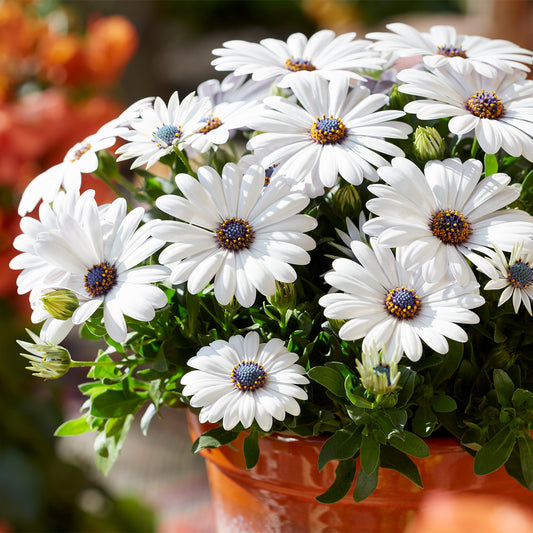 Marguerite du Cap SENORITAS® Blanca