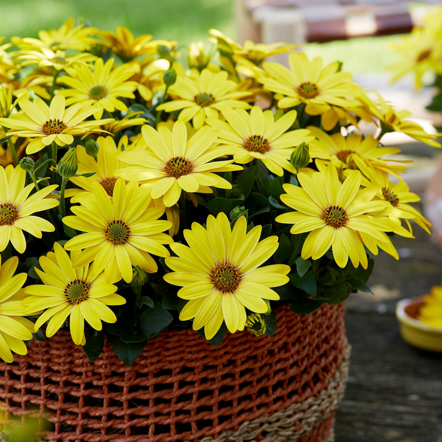 SENORITAS® Solana Cape Marguerite