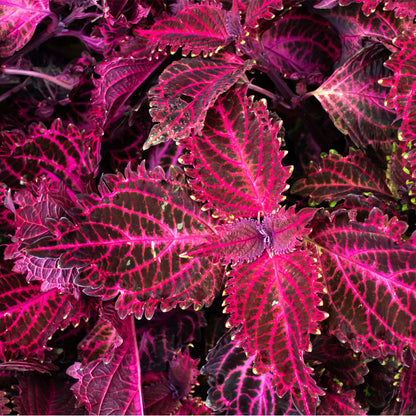 Coleus 'Red Ruffles'