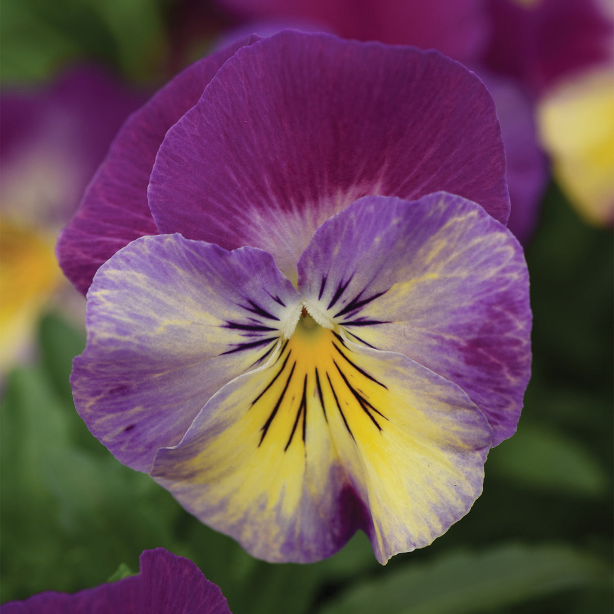 Viola Cool Wave® Series – Jardineries Botanix