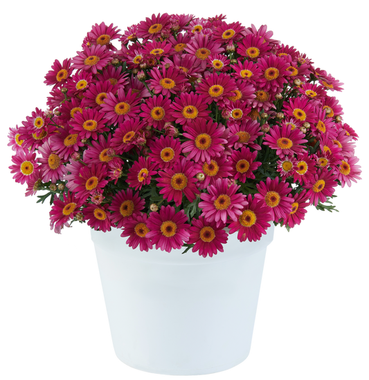 LOLLIES™ Berry Gummy Daisy