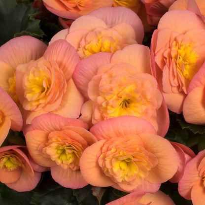 BELOVE® Peach Begonia