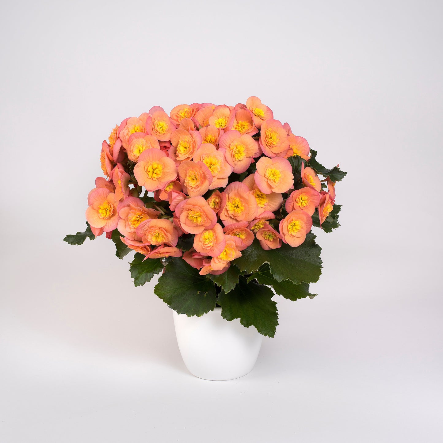 BELOVE® Peach Begonia