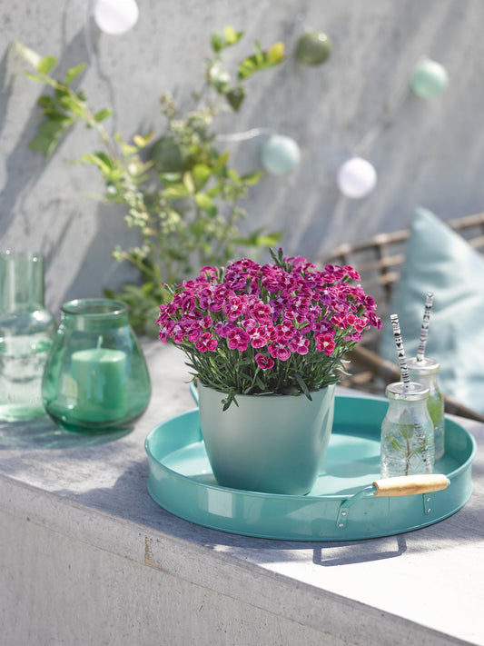 BEST FRIENDS FOREVER® Purple Passion Dianthus