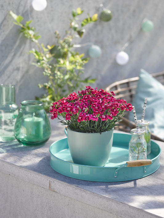 BEST FRIENDS FOREVER® Red Passion Dianthus