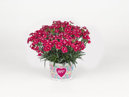BEST FRIENDS FOREVER® Red Passion Dianthus
