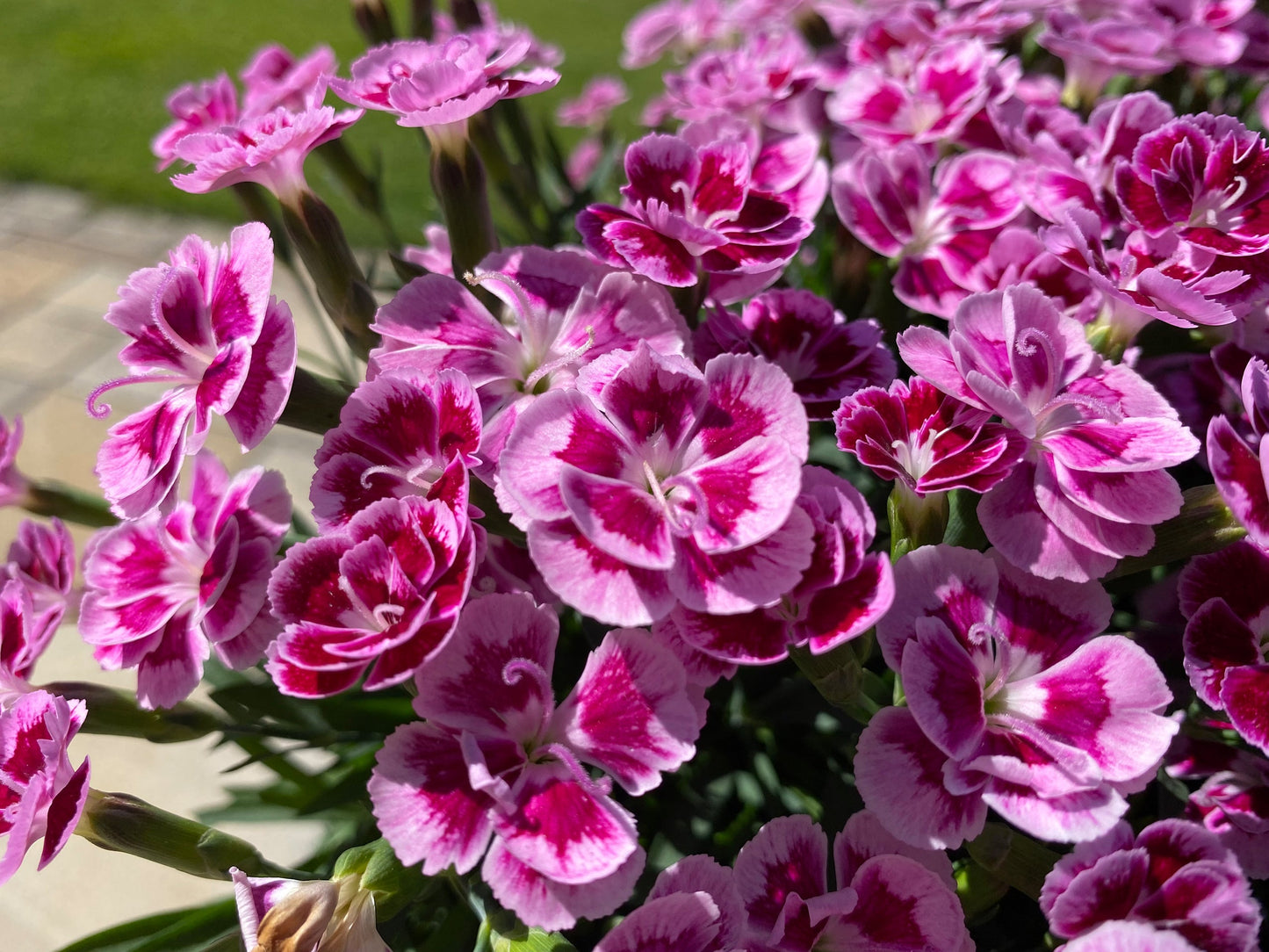 BEST FRIENDS FOREVER® Rose Passion Dianthus