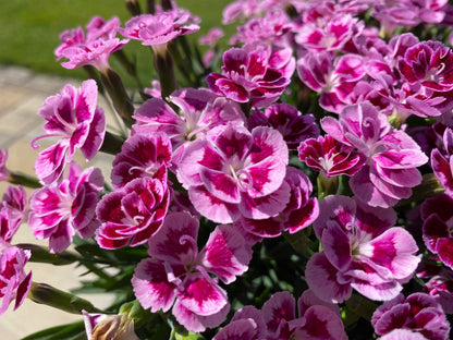 BEST FRIENDS FOREVER® Rose Passion Dianthus