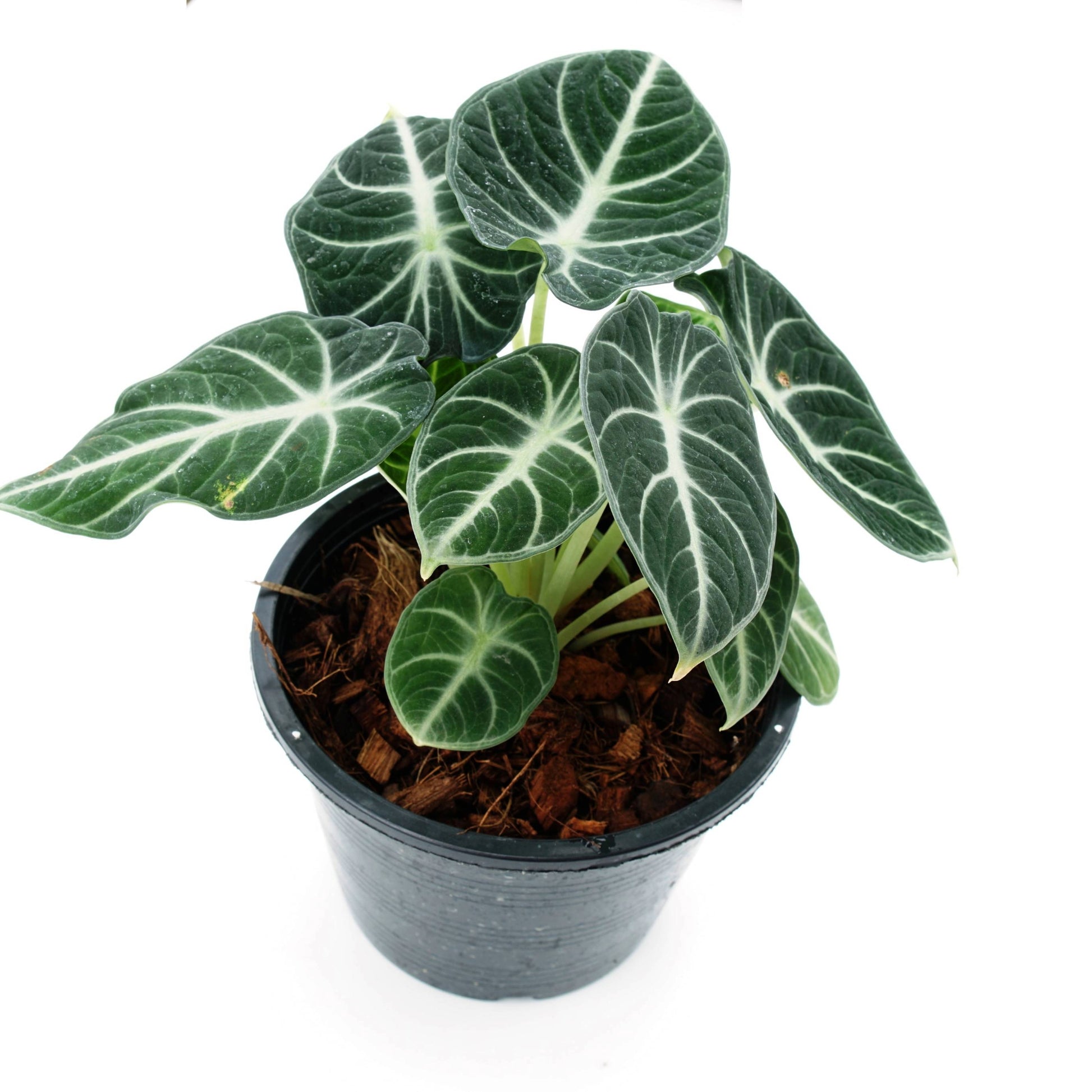 anthurium magnificum x crystallinum australia Anthurium Crystallinum Magnificum | Rare Crystalline Foliage