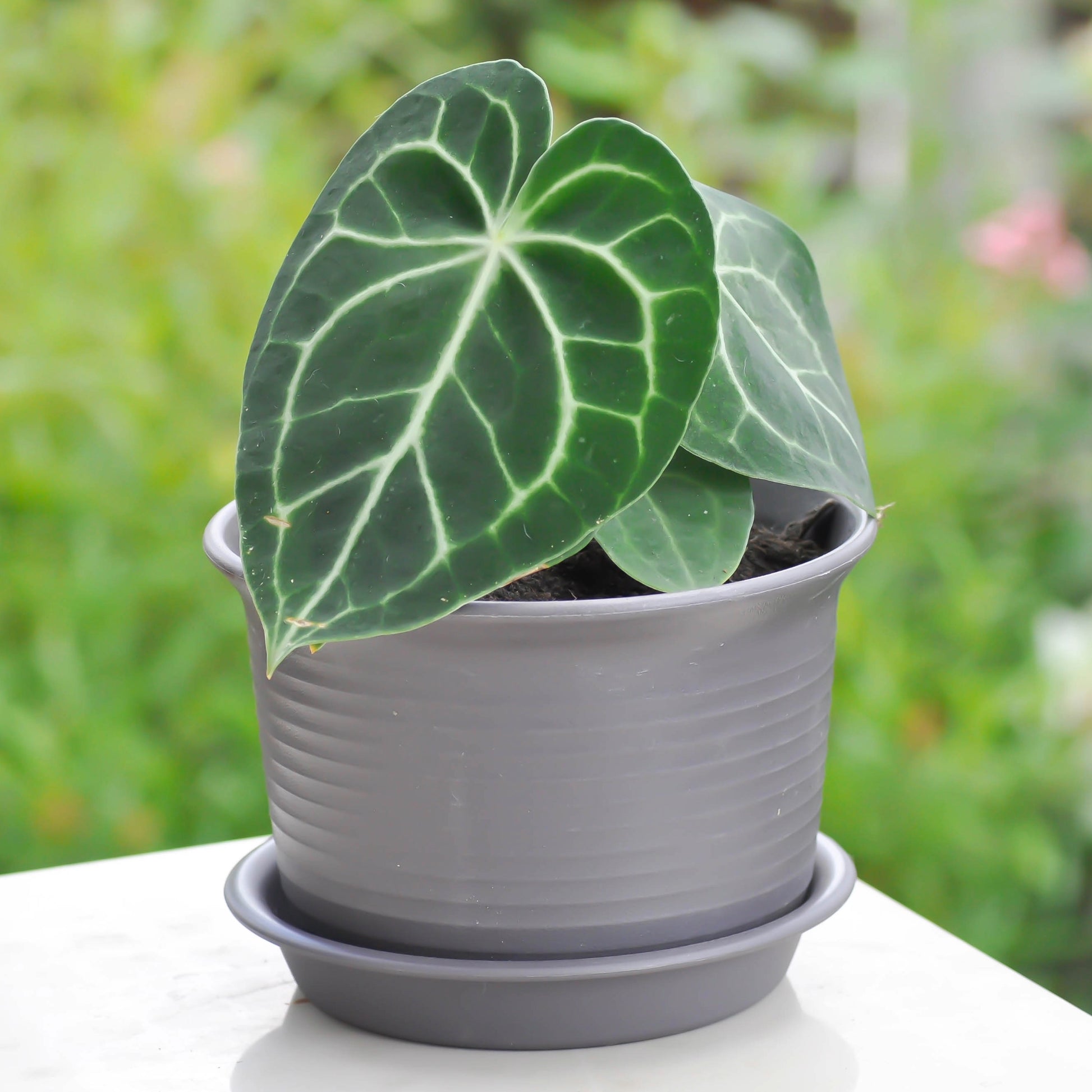 anthurium crystallinum x magnificum care Anthurium Crystallinum Magnificum | Rare Crystalline Foliage