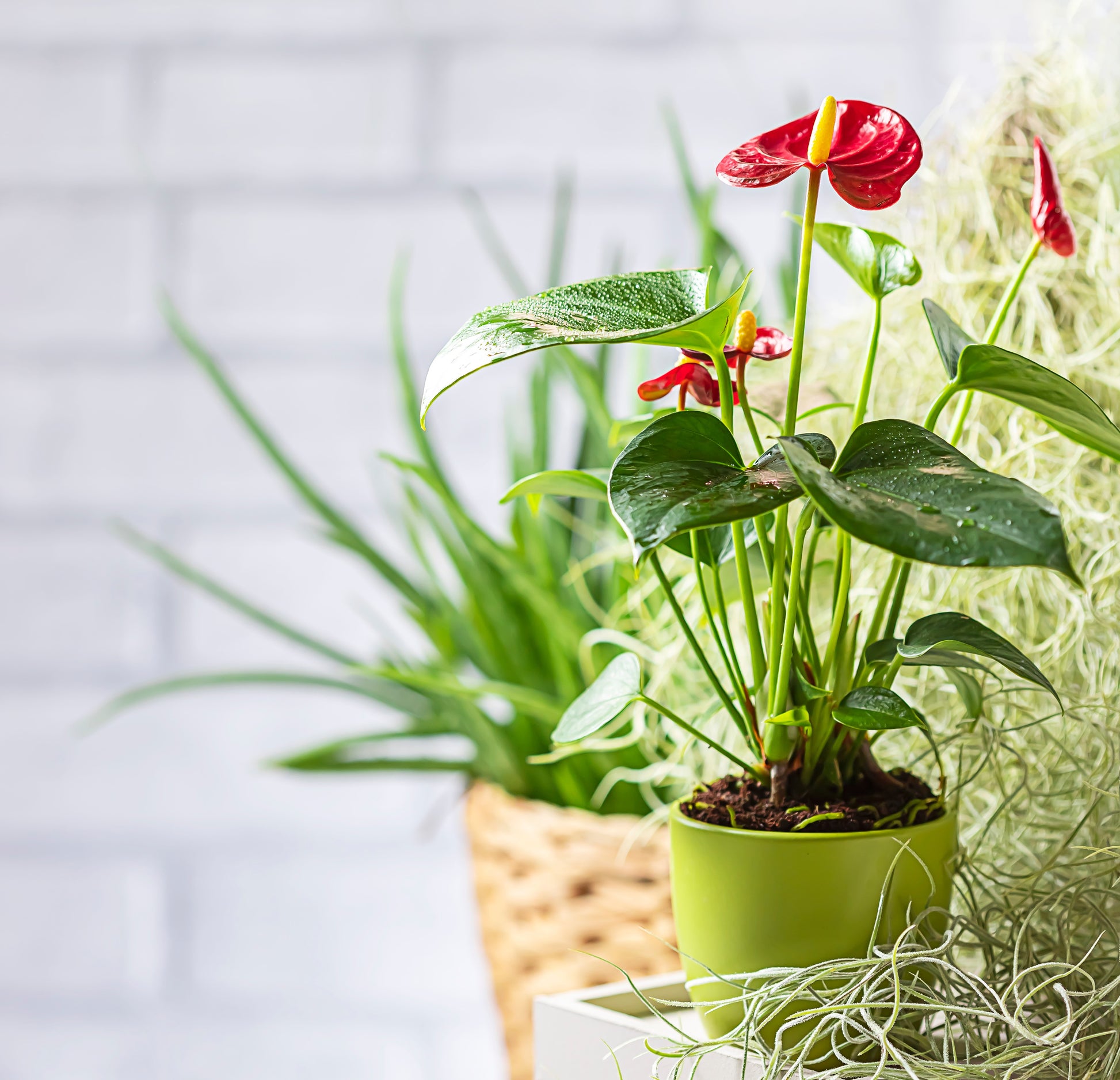anthurium edible Anthurium (Flamingo Flower) | Colourful Tropical Houseplant