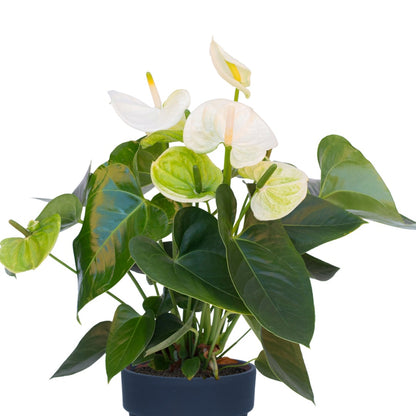 Anthurium andraeanum 'White' - White Flamingo Flower