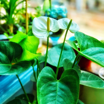 Anthurium andraeanum 'White' - White Flamingo Flower