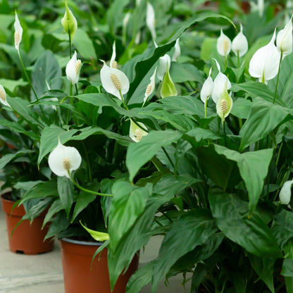 Anthurium andraeanum 'White' - White Flamingo Flower