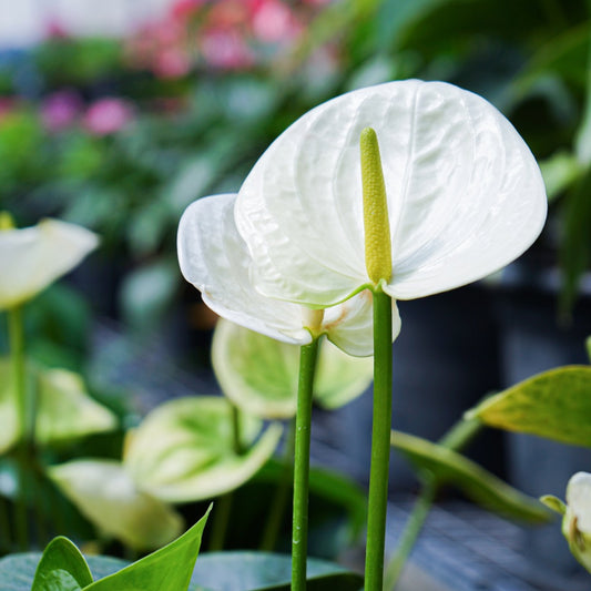 Anthurium andraeanum 'White' - White Flamingo Flower