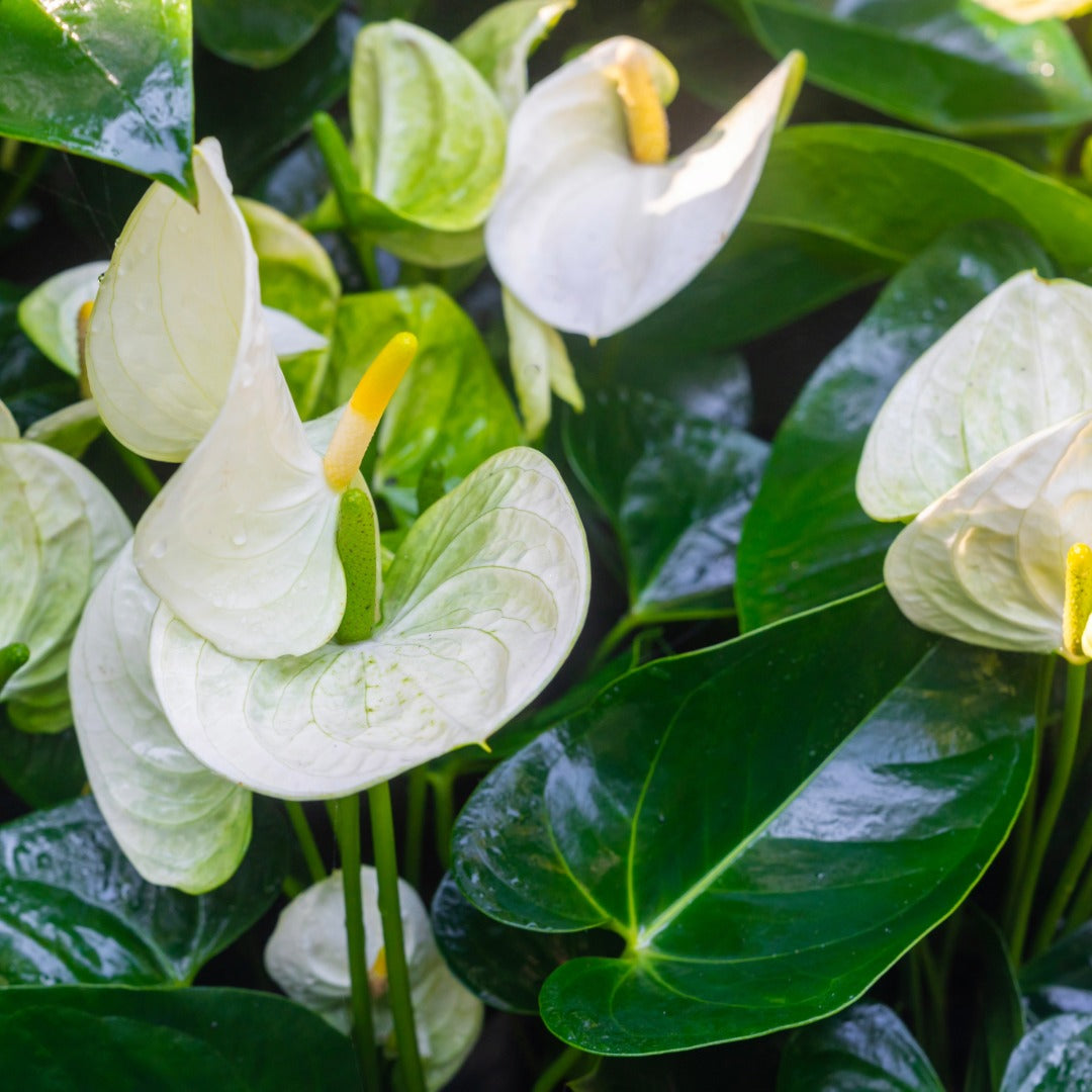 Anthurium andraeanum 'White' - White Flamingo Flower