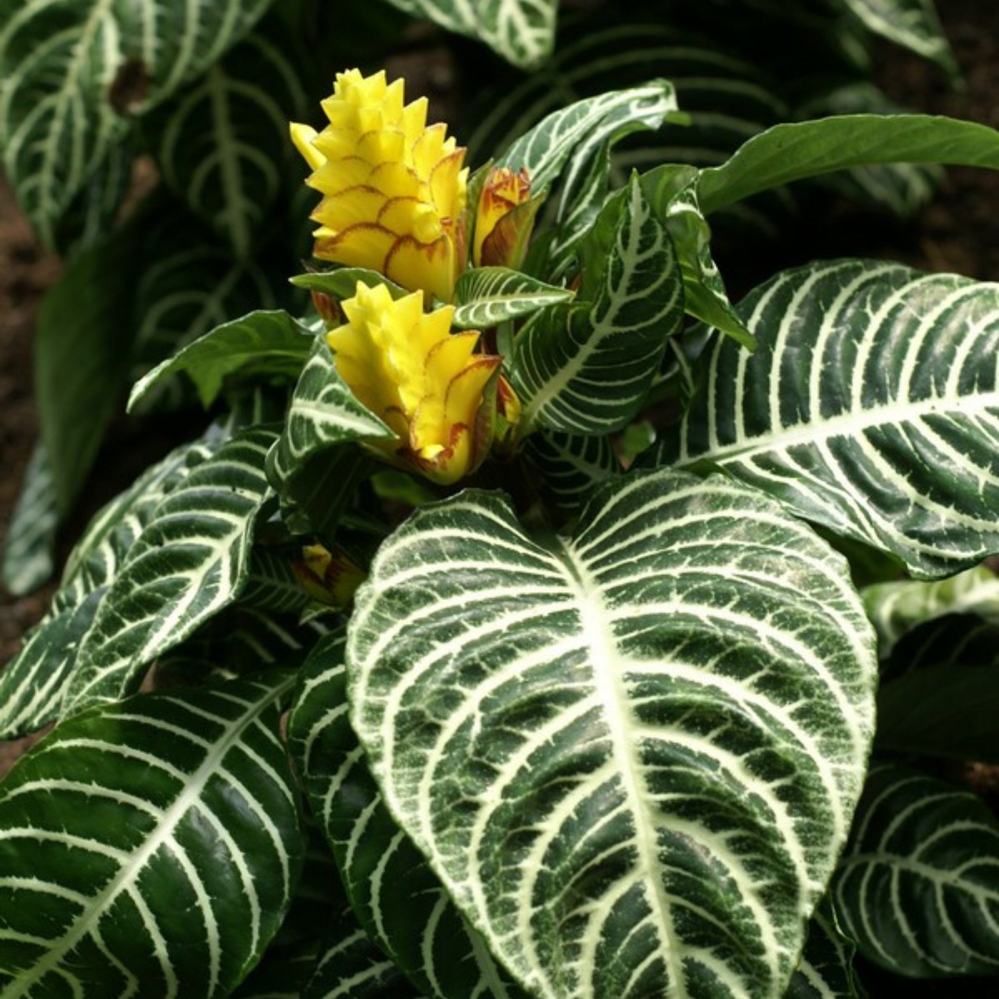 Aphelandra - Set de 2 - Plante zèbre Aphelandra - Set de 2 - Plante zèbre