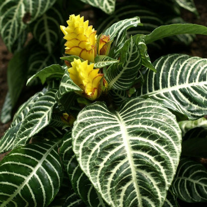 Zebra Plant