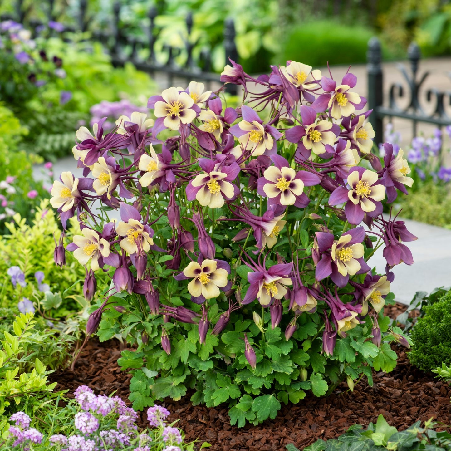 Columbine EARLYBIRD™ 'Purple Yellow'