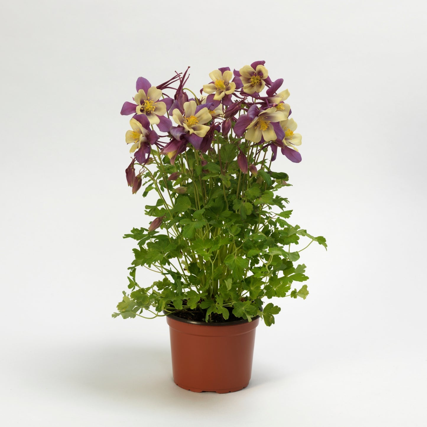 Ancolie EARLYBIRD™ 'Purple Yellow'