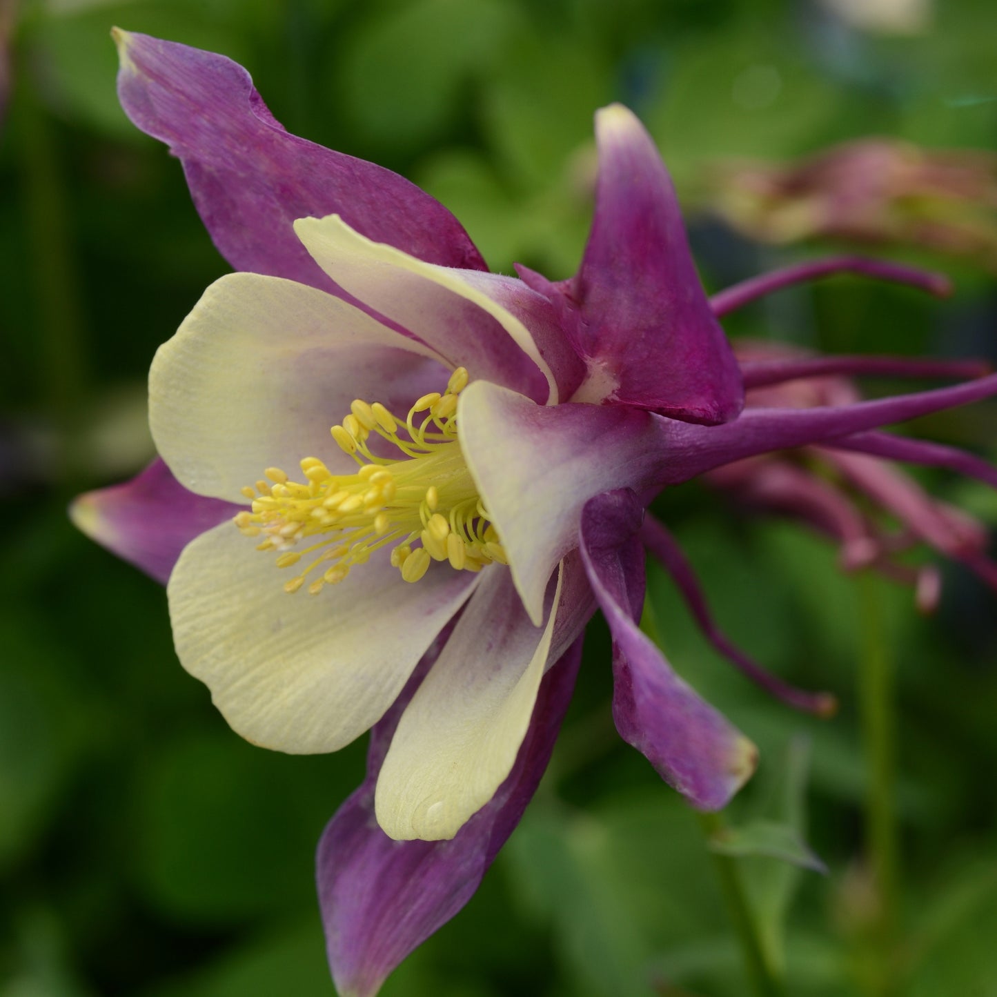 Columbine EARLYBIRD™ 'Purple Yellow'