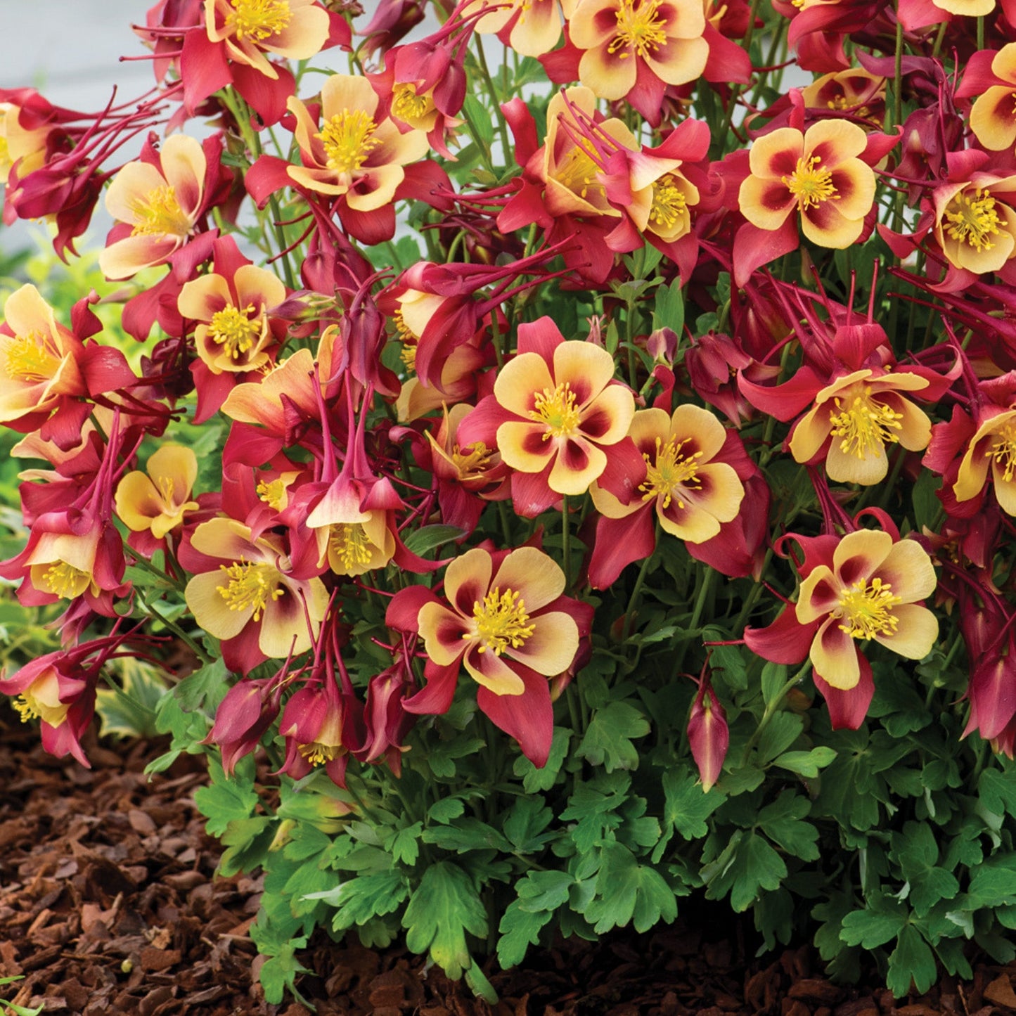 Ancolie EARLYBIRD™ 'Red Yellow'